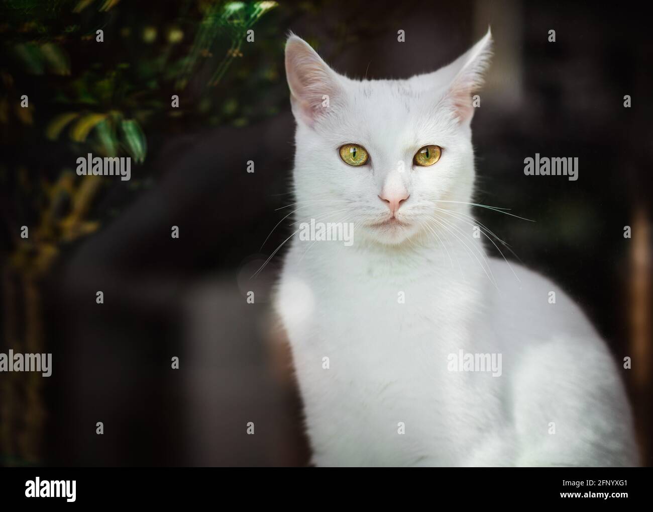 Vue par une fenêtre d'un chat blanc assis sur un seuil de fenêtre en plein soleil Banque D'Images