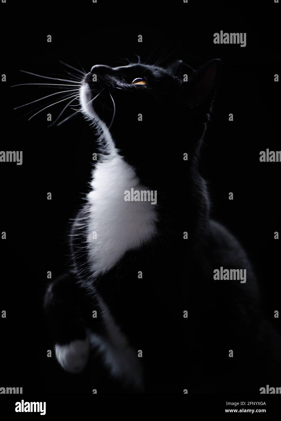 Portrait d'un chat de tuxedo noir et blanc regardant vers le haut Banque D'Images