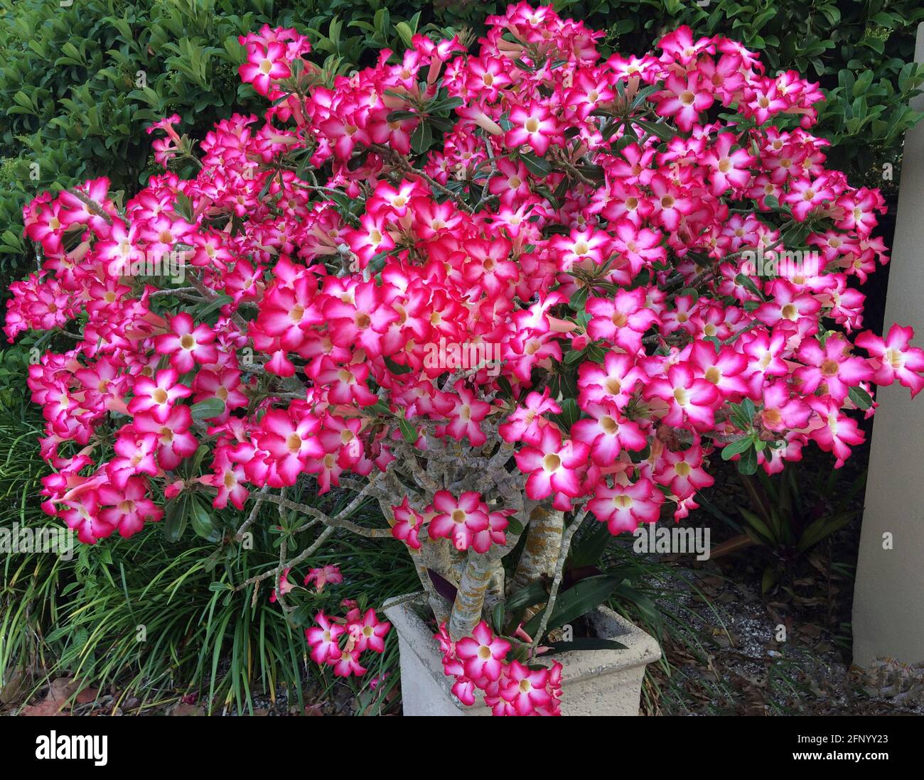 Desert Rose est un nom commun pour Adenium obesum, une plante succulente à fleurs qui est également appelée Sabi star, mock azalea ou impala Lily. Originaire d'Afrique, c'est une plante ornementale populaire en plein air dans les climats plus chauds où le soleil est abondant, comme en Floride, aux États-Unis, où cet arbuste de 10 ans pousse dans un petit récipient. Le rose profond et le rouge sont les couleurs dominantes des magnifiques fleurs en forme de cloche de 5 pétales de la plante. Notez que la sève laiteuse des roseres du désert est toxique et considérée comme toxique pour les humains et les animaux. Banque D'Images