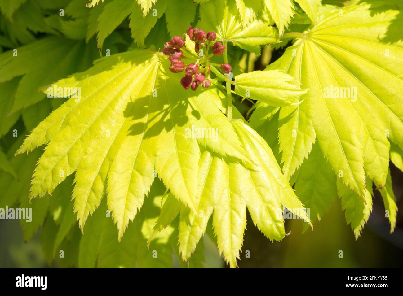 Acer shirasawanum Aureum Acer japonicum feuilles et fleurs Banque D'Images