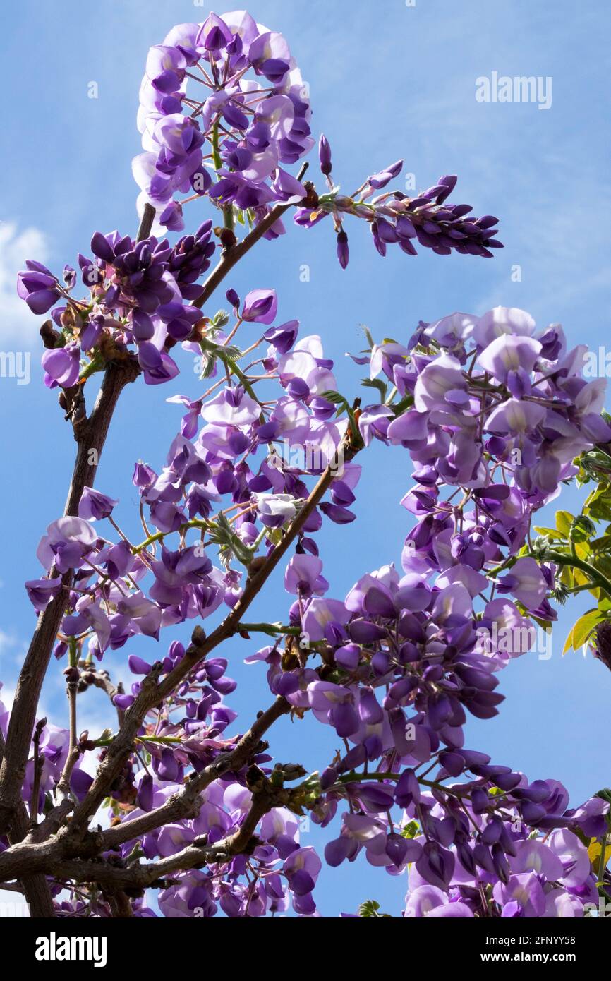 Wisteria Okayama Banque D'Images