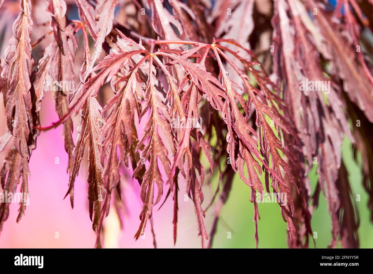 Acer Tamuke Yama Acer palmatum feuilles Banque D'Images