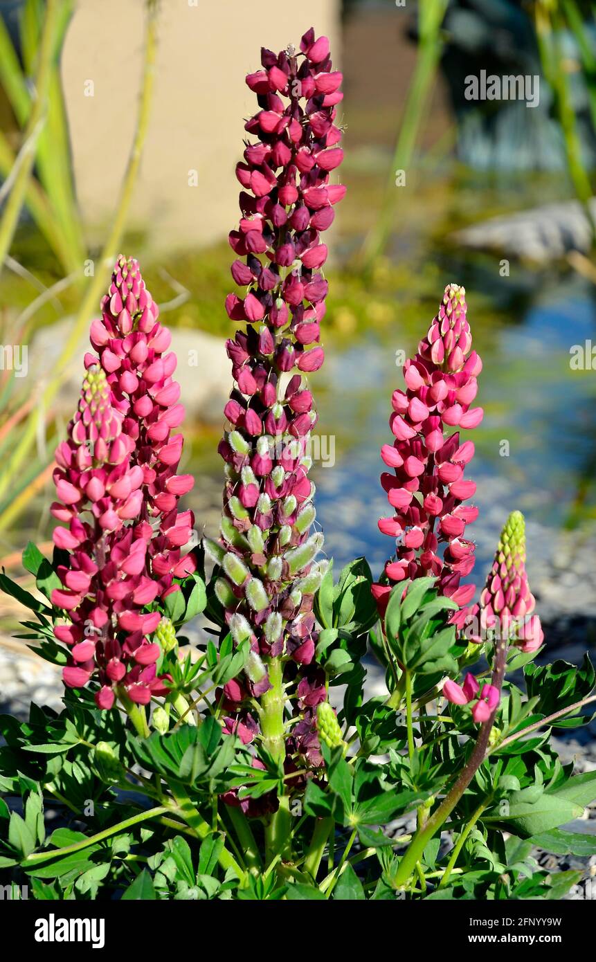 Fleurs lupin pourpre (Lupinus) dans le jardin Banque D'Images
