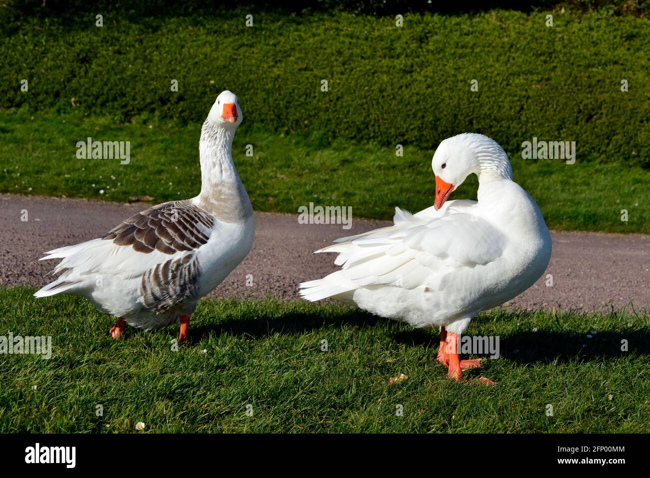 Deux oies (Anser anser domesticus), une blanche et une grise, marcher sur l'herbe Banque D'Images