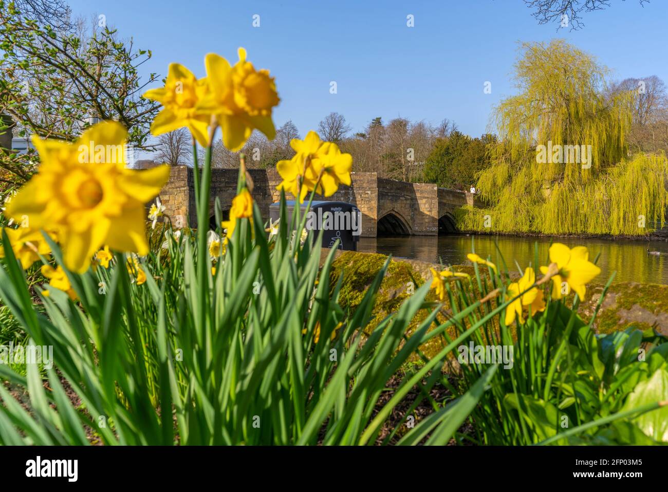 Vue sur les jonquilles et le pont au-dessus de la rivière Wye, Bakewell, Derbyshire, Peak District National Park, Angleterre, Royaume-Uni, Europe Banque D'Images