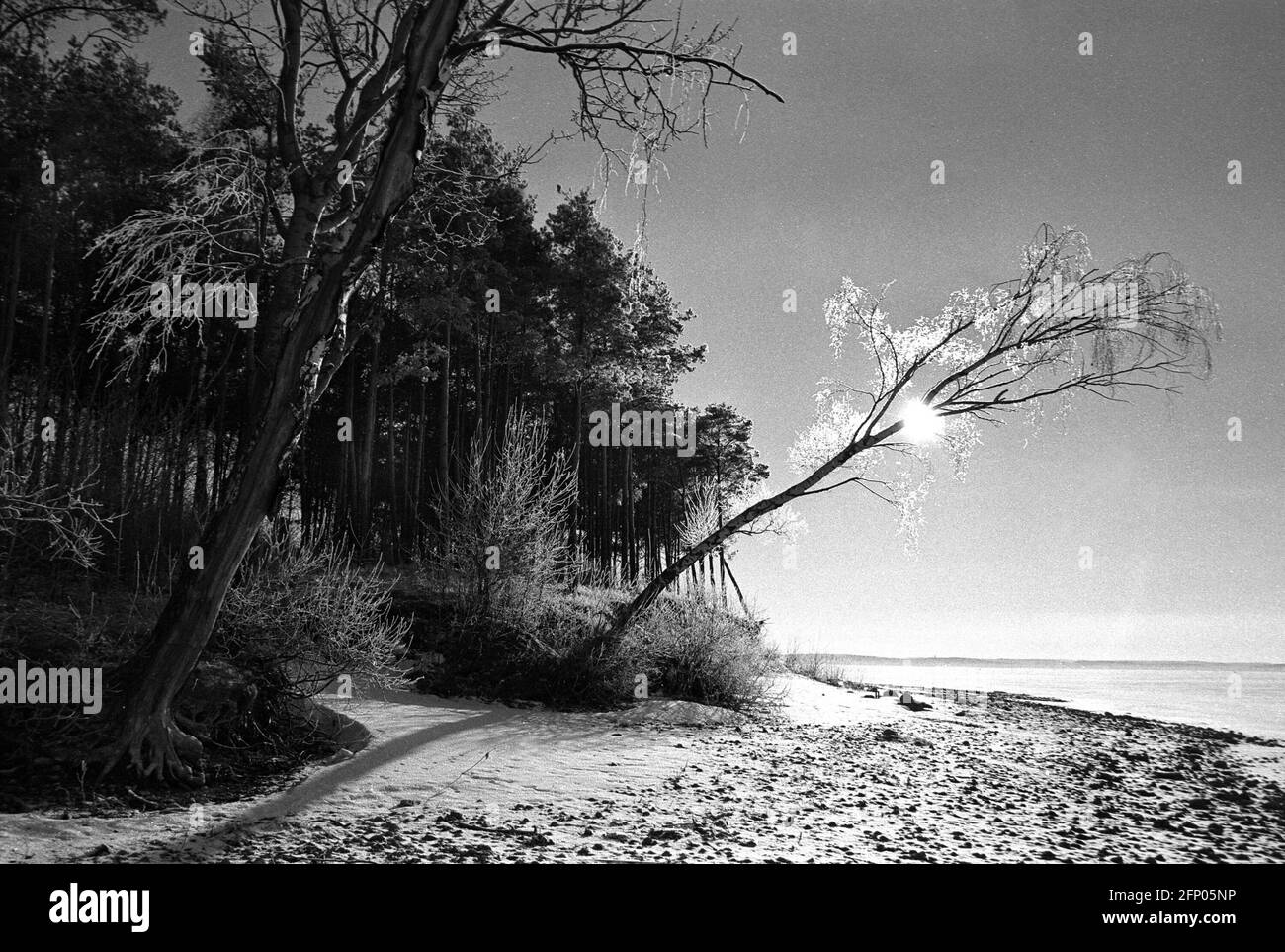 Bélarus. Région de Minsk. Mer de Minsk. 10,08,2009 - Paysage noir et blanc, rive du lac, arbre, lumière du soleil. Plage. Banque D'Images