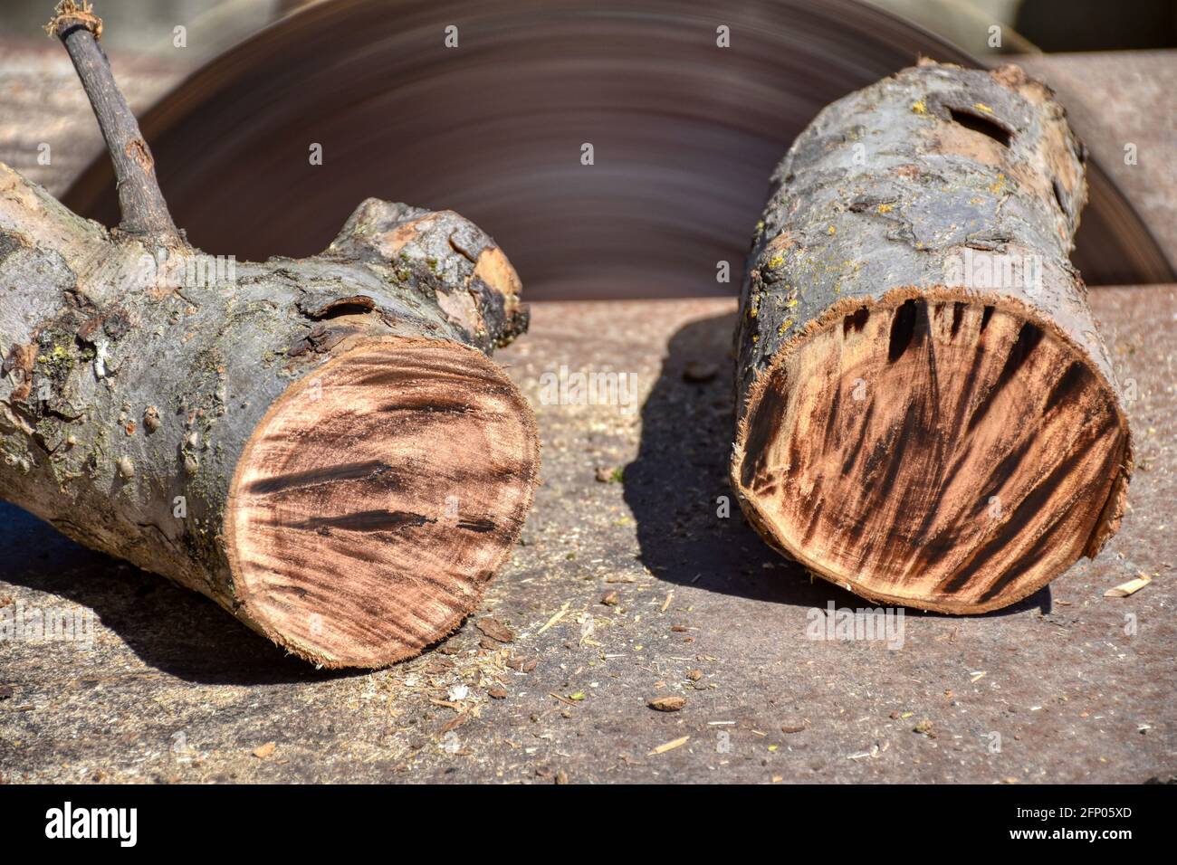 Käissäge, Säge, Arbeitsplatte, Stahlplatte, Holz, AST, Schnitt, Schnittfläche, Hitze, heiß, Verkohlt, zu heiß, brennen, Schnitt, Brennholz, Schnittho Banque D'Images