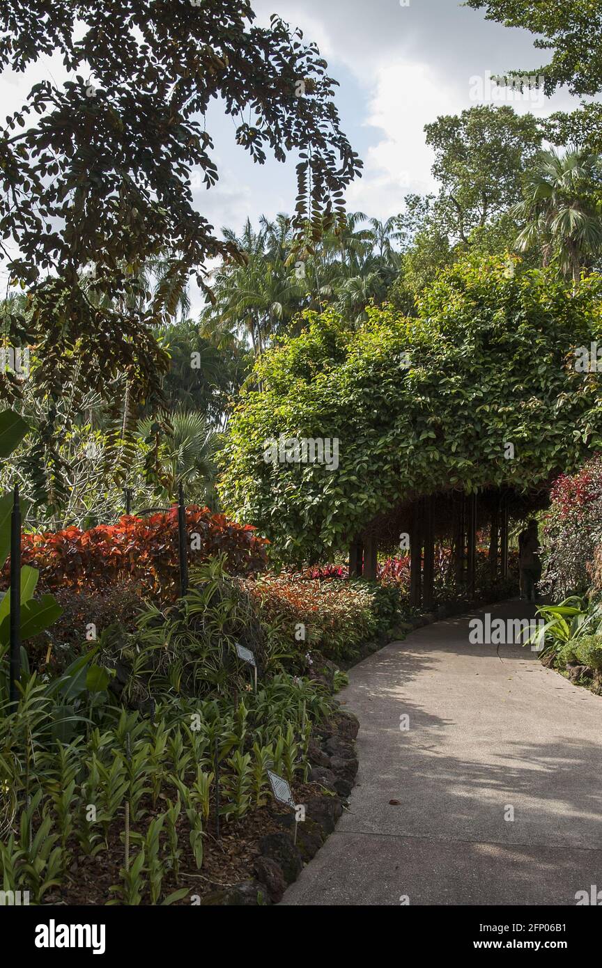 Singapour, Singapour, Asie, Asie ; jardin botanique ; Une allée dans le jardin botanique entouré de plantes exotiques; Eine Gasse im Botanischen Garten Banque D'Images