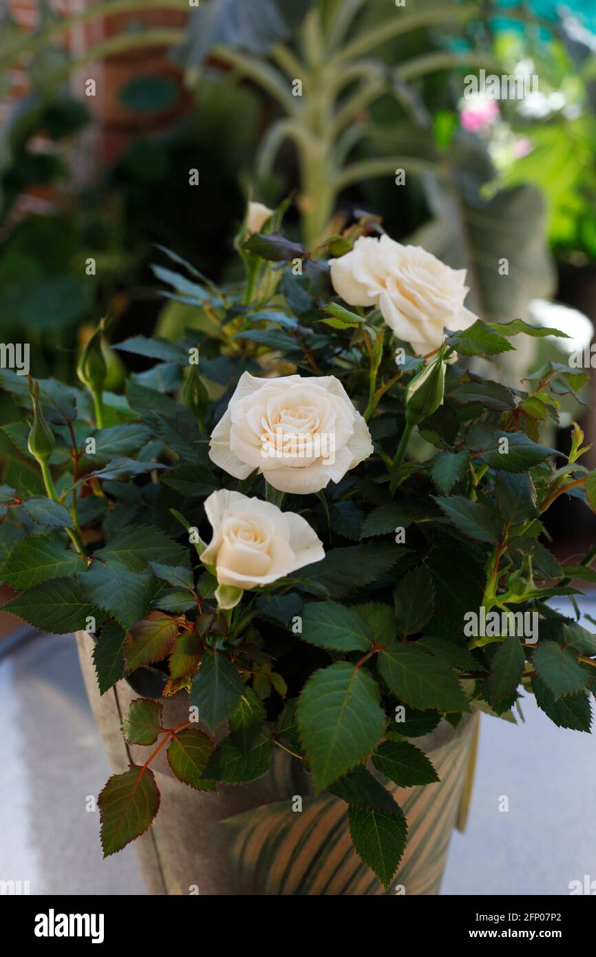 patio simple rose en pot Banque D'Images