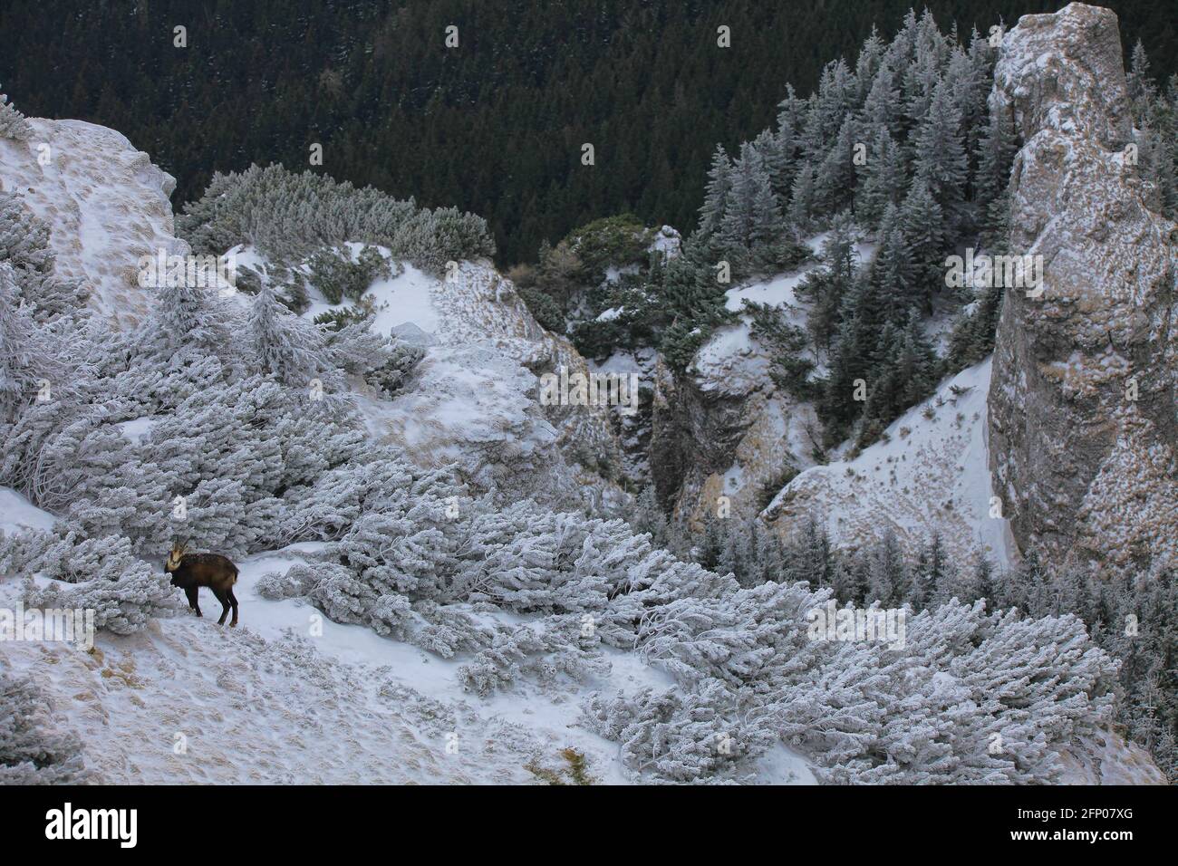 Chamois chèvre sauvage mangeant de l'herbe en paysage d'hiver. Scène de montagne sauvage Banque D'Images