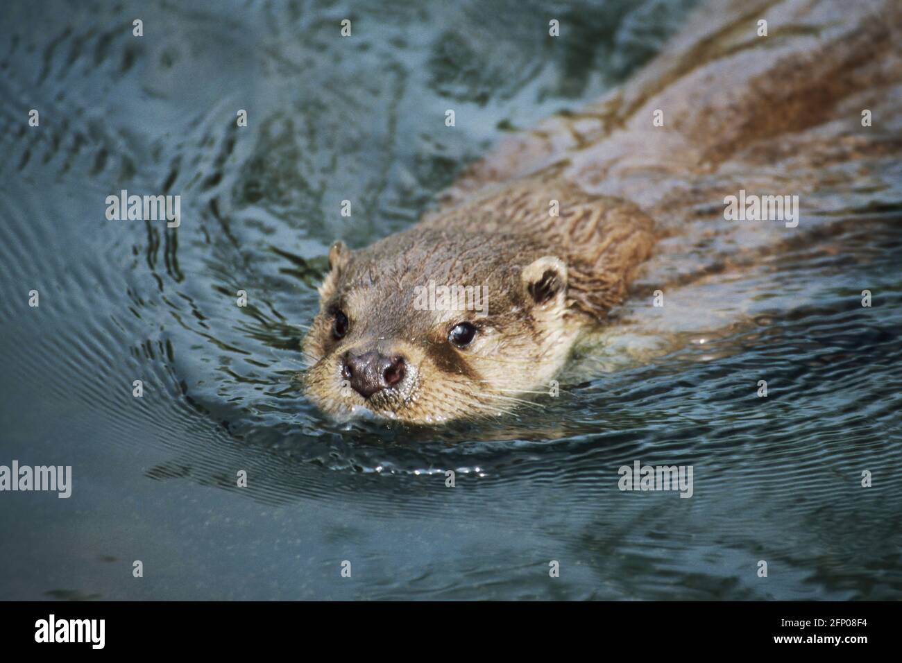 British Otter Lutra lutra The Otter Trust Suffolk, Royaume-Uni MA001704 Banque D'Images