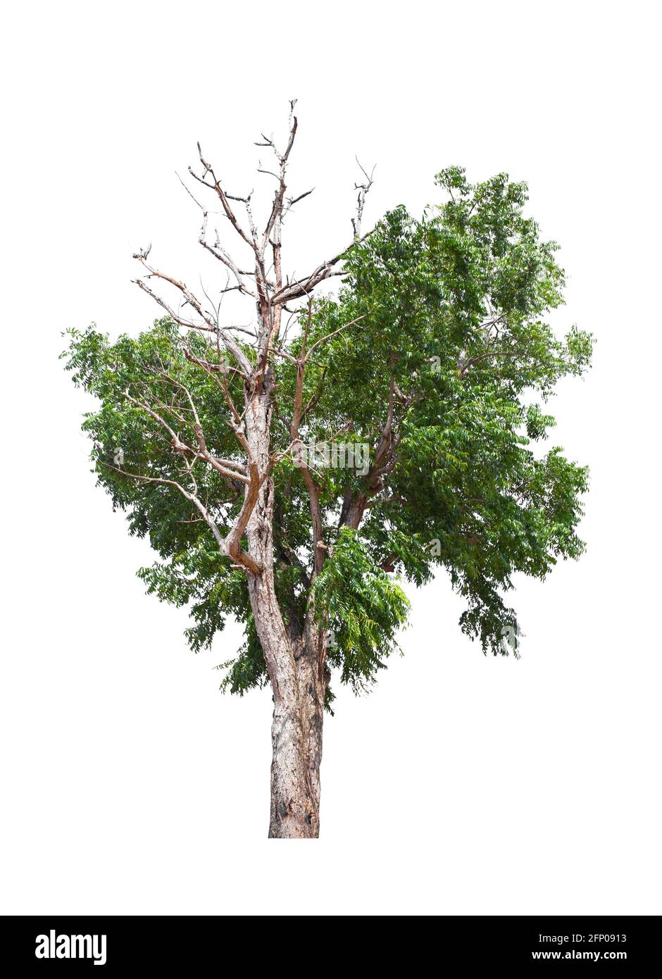 Arbre mort d'un côté et arbre vivant de l'autre côté. Isolé sur un fond blanc. Banque D'Images