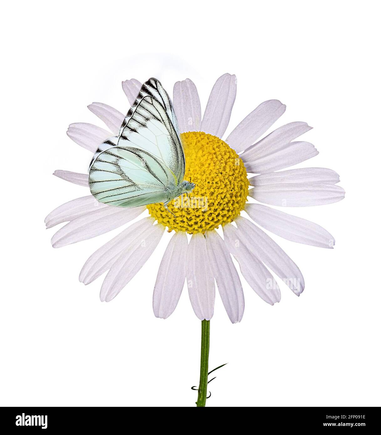 Belle fleurs sauvages camomille, papillon le matin brume dans la nature charmante et aérée image artistique. Banque D'Images