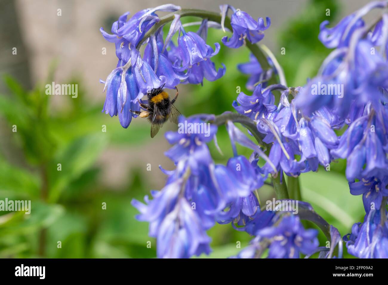 Bumblebee précoce sur Bluebells Banque D'Images