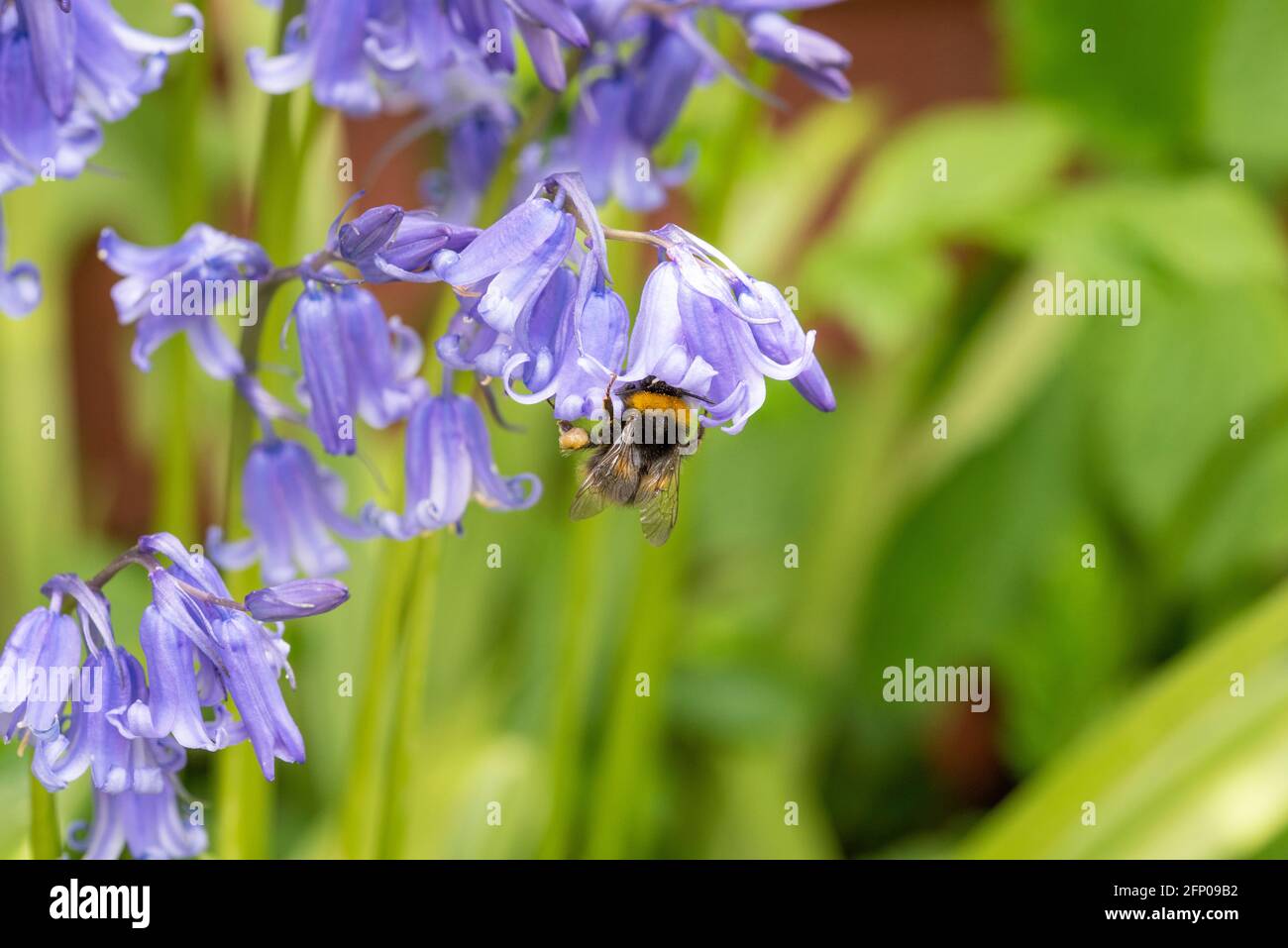 Bumblebee précoce sur Bluebells Banque D'Images