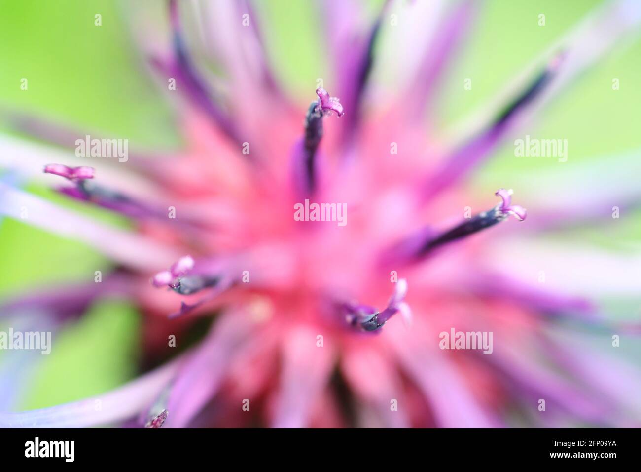 Macro gros plan du centre d'une fleur de maïs violet-bleu, montrant les étamines et le pollen. Très courte profondeur de champ et mise au point sélective. Banque D'Images