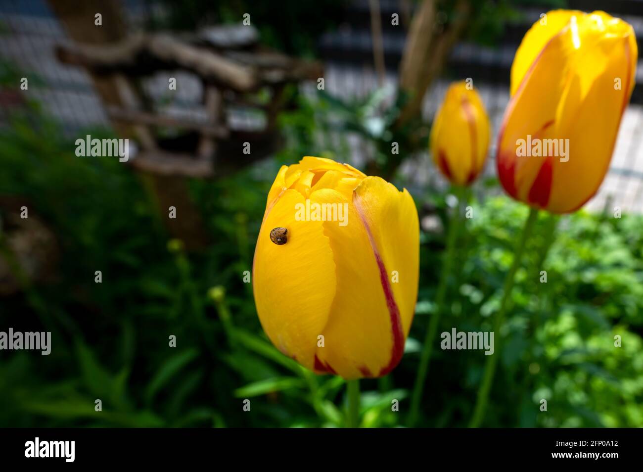Petit escargot sur une tulipe jaune (tulipa) en fleur dans le jardin. Banque D'Images