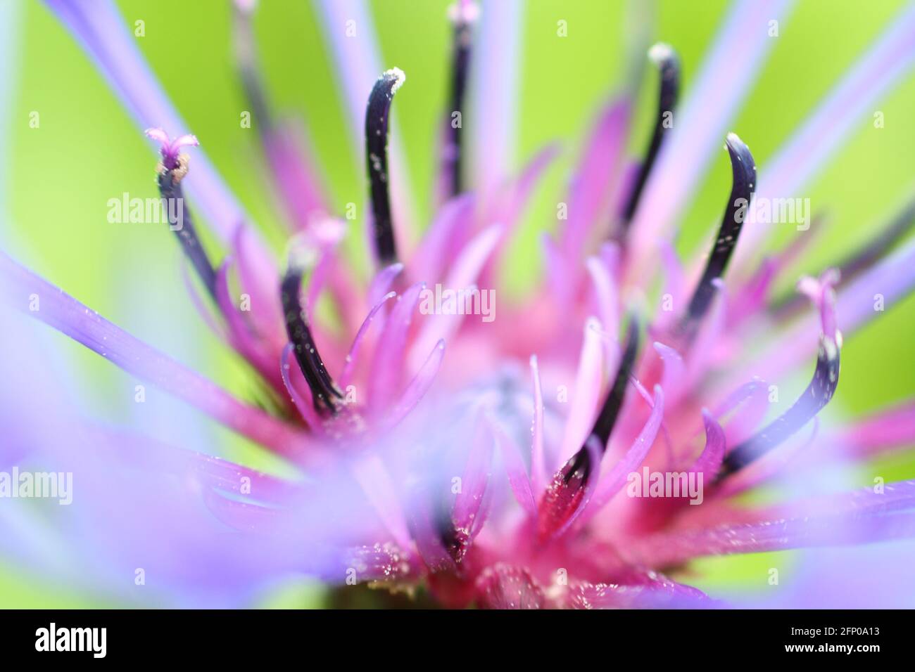 Macro gros plan du centre d'une fleur de maïs violet-bleu, montrant les étamines et le pollen. Très courte profondeur de champ et mise au point sélective. Banque D'Images