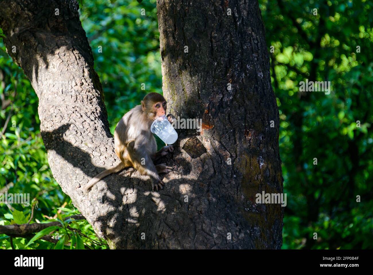 Macaque léchant une tasse en plastique près de Swayambhunath à Katmandou, Népal Banque D'Images