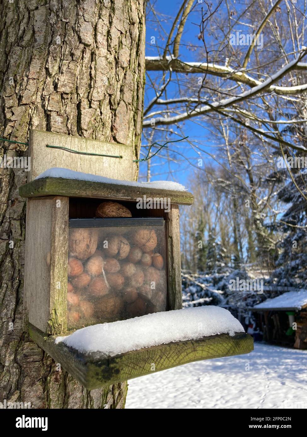 mangeoire à écureuil en bois remplie de noisettes et de noix Banque D'Images