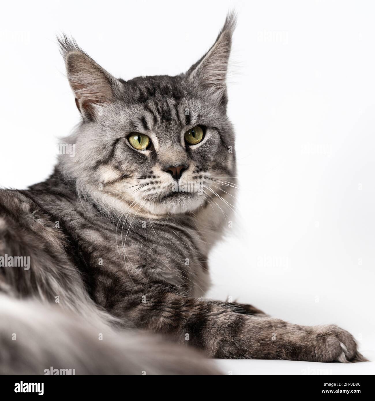 Portrait De Pretty American Coon Cat Photo En Studio De La Race De Chat A Poil Long Domestique Maine Shag Cat Couche Sur Fond Blanc Photo Stock Alamy