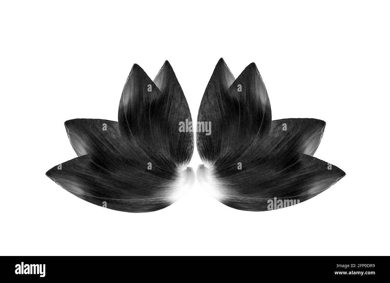 L'art du pétale de Lotus sur fond blanc Banque D'Images