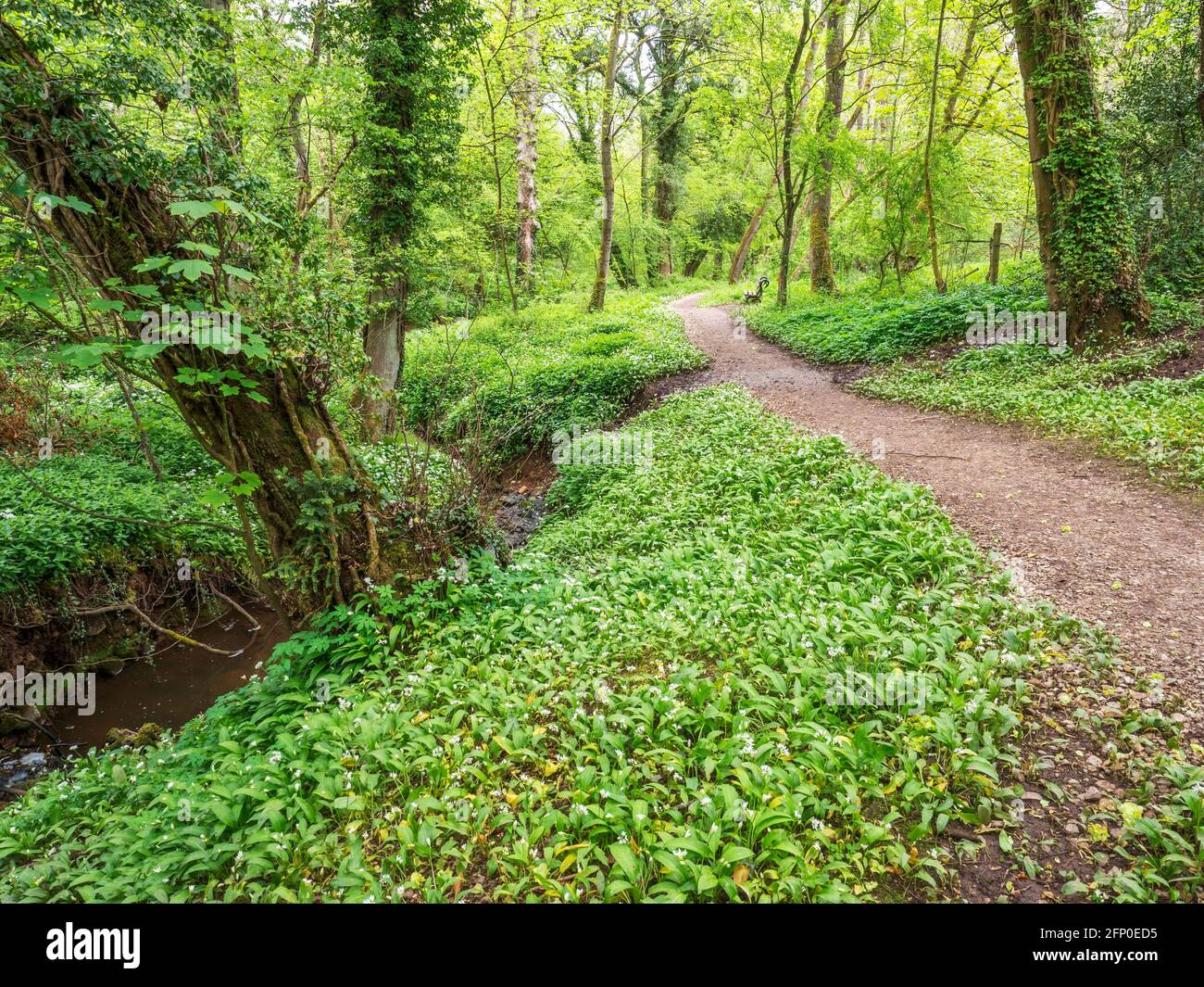 Chemin des bois à travers l'ail sauvage Allium ursinum plantes au printemps Parc Mackintosh Knaresborough North Yorkshire Angleterre Banque D'Images