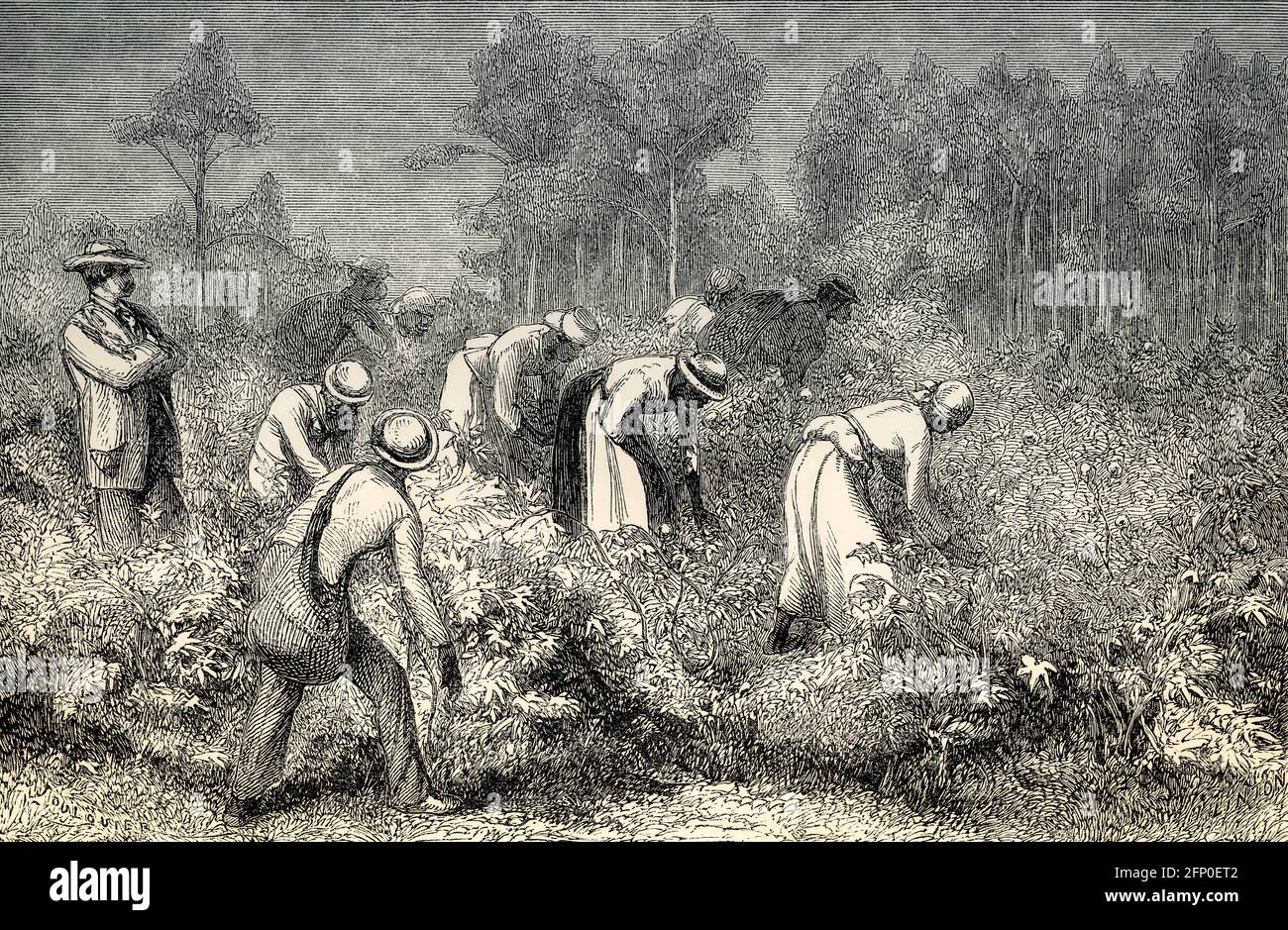 Histoire AMÉRICAINE-américaine, cueillette du coton, 19e siècle Banque D'Images