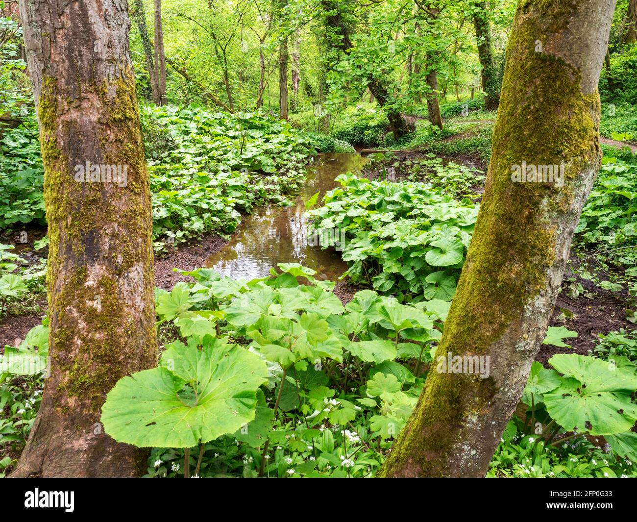 Ruisseau avec rhubarbe sauvage au printemps à Mackintosh Park Knaresborough North Yorkshire Angleterre Banque D'Images