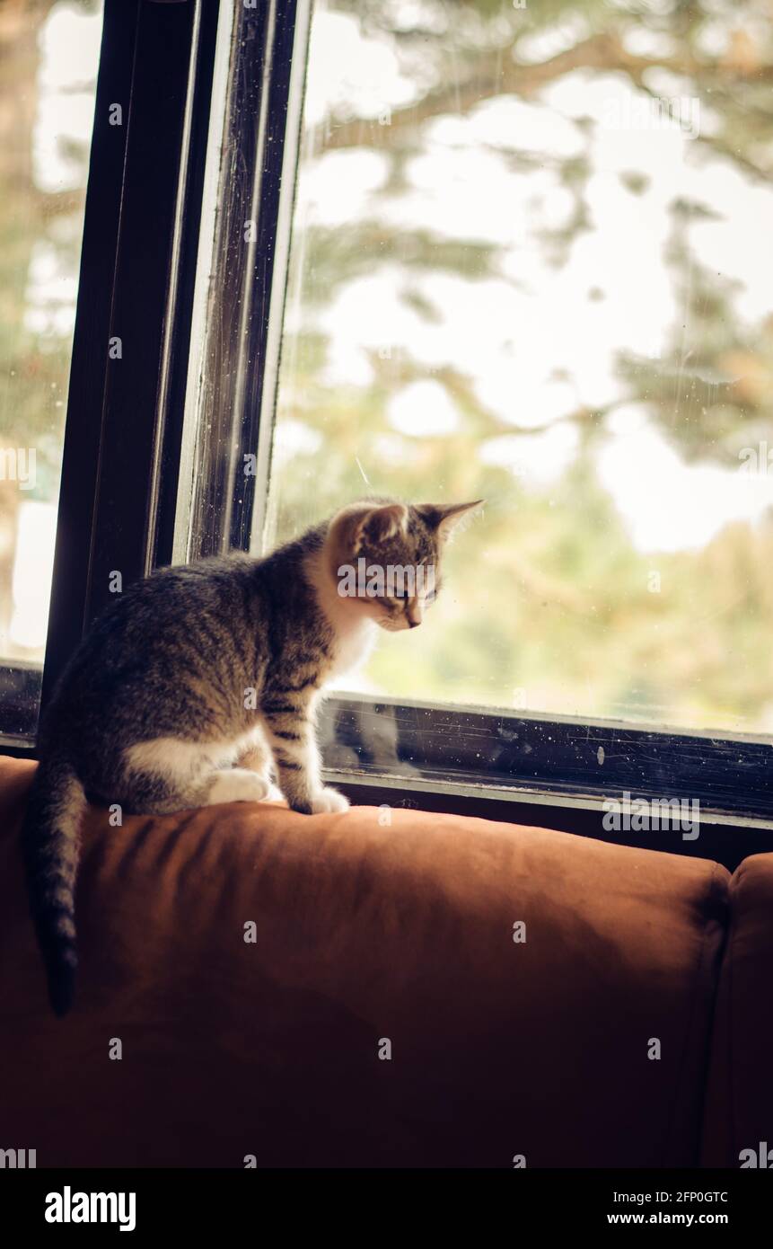 un petit chat charmant qui regarde par la fenêtre Banque D'Images