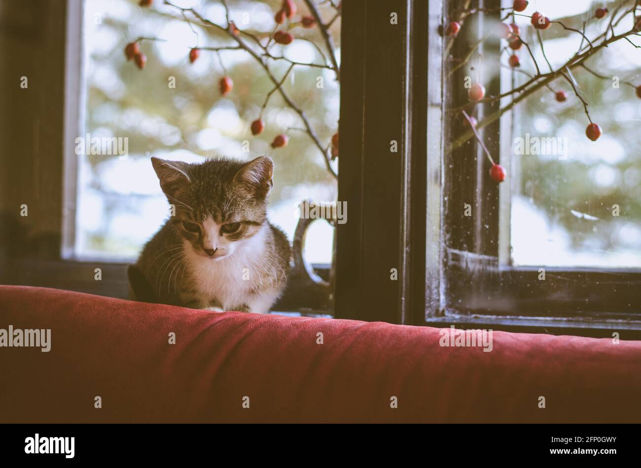 Un Petit Chat Triste Attend Derriere La Fenetre Photo Stock Alamy