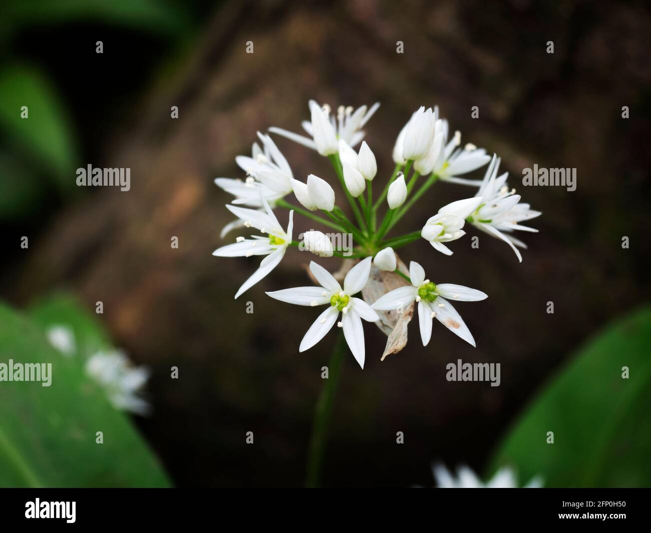 Ail sauvage unique Allium ursinum tête de fleur contre un foncé Contexte dans Mackintosh Park Knaresborough North Yorkshire Angleterre Banque D'Images