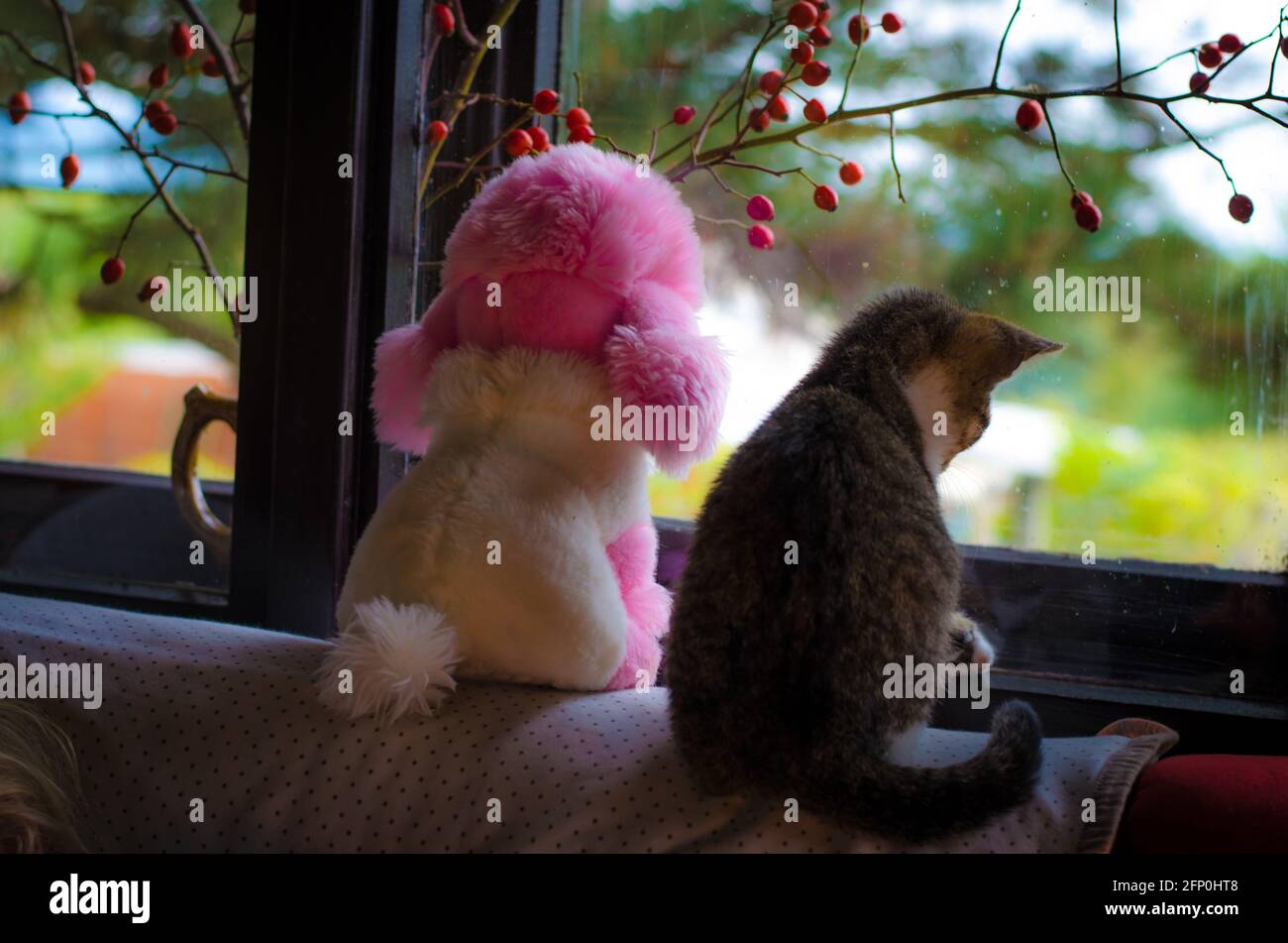 petit chat charmant regardant par la fenêtre avec chat jouet Banque D'Images