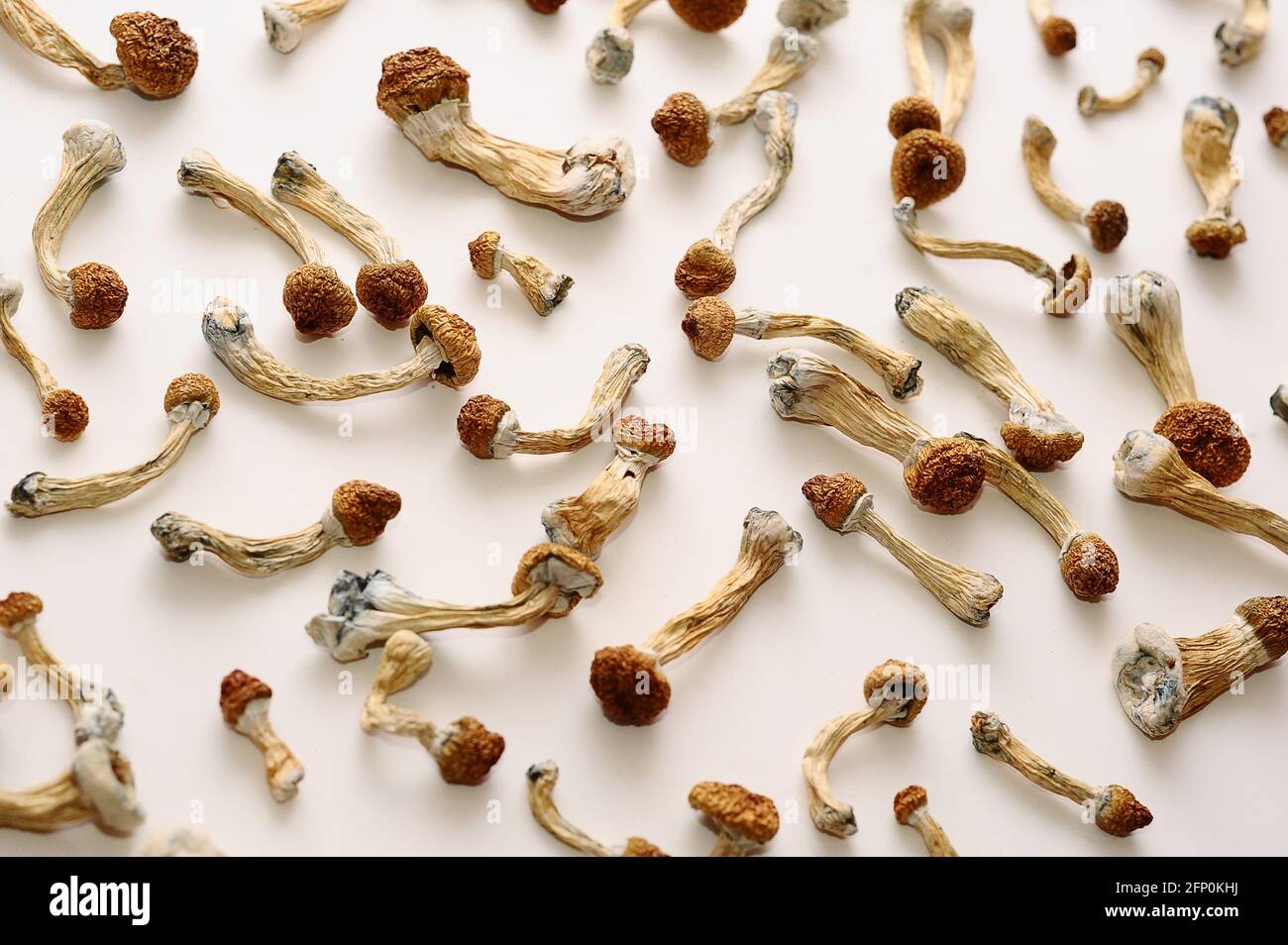 Concept de microdosage. Sécher les champignons psilocybine sur fond blanc. Psychédélique, hallucinant, champignon magique. Usage médical. Banque D'Images