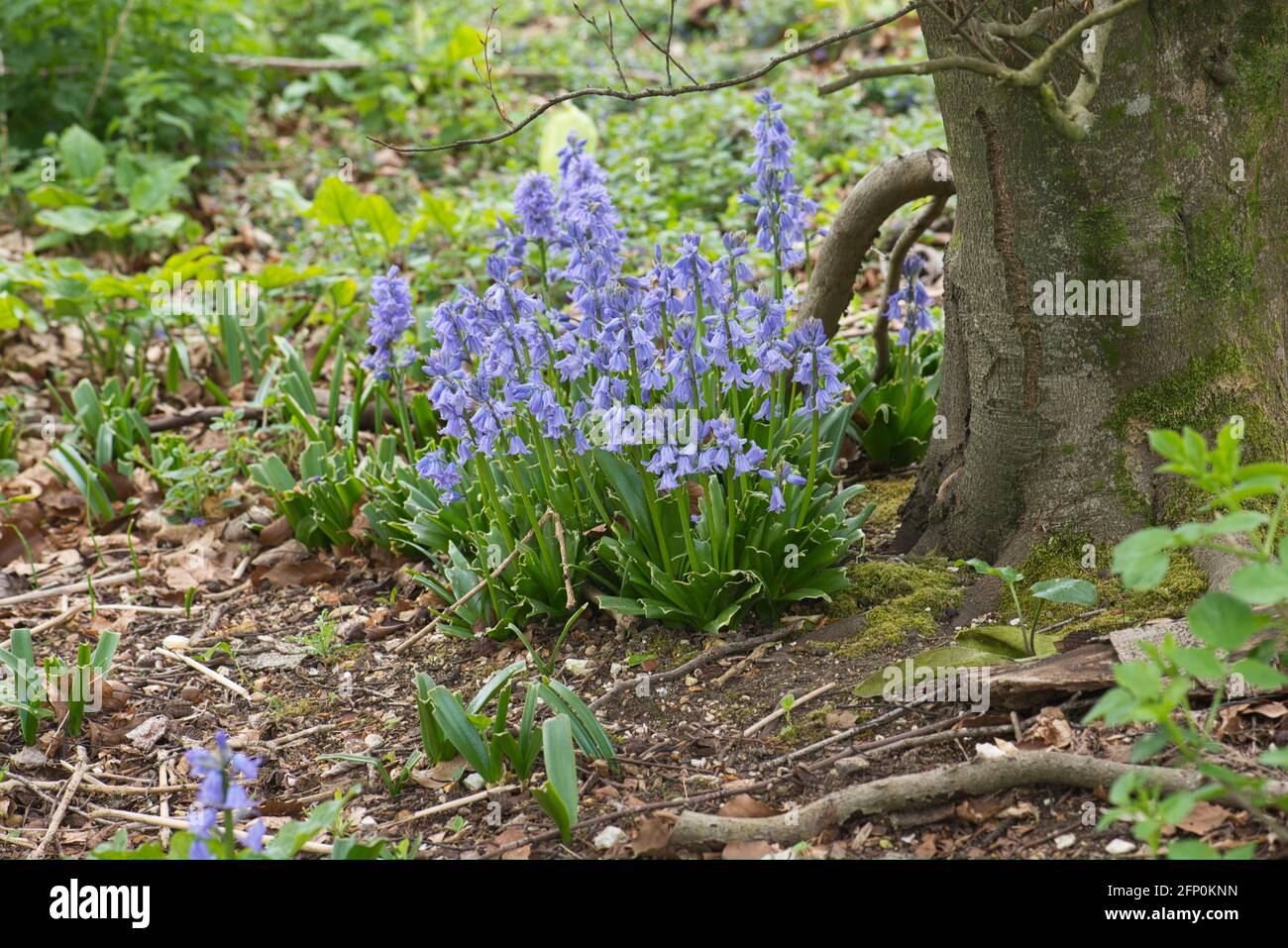 Espagnol ou jardin bluebell (Scilla hispanica), une évasion de jardin maintenant naturalisé au Royaume-Uni Banque D'Images