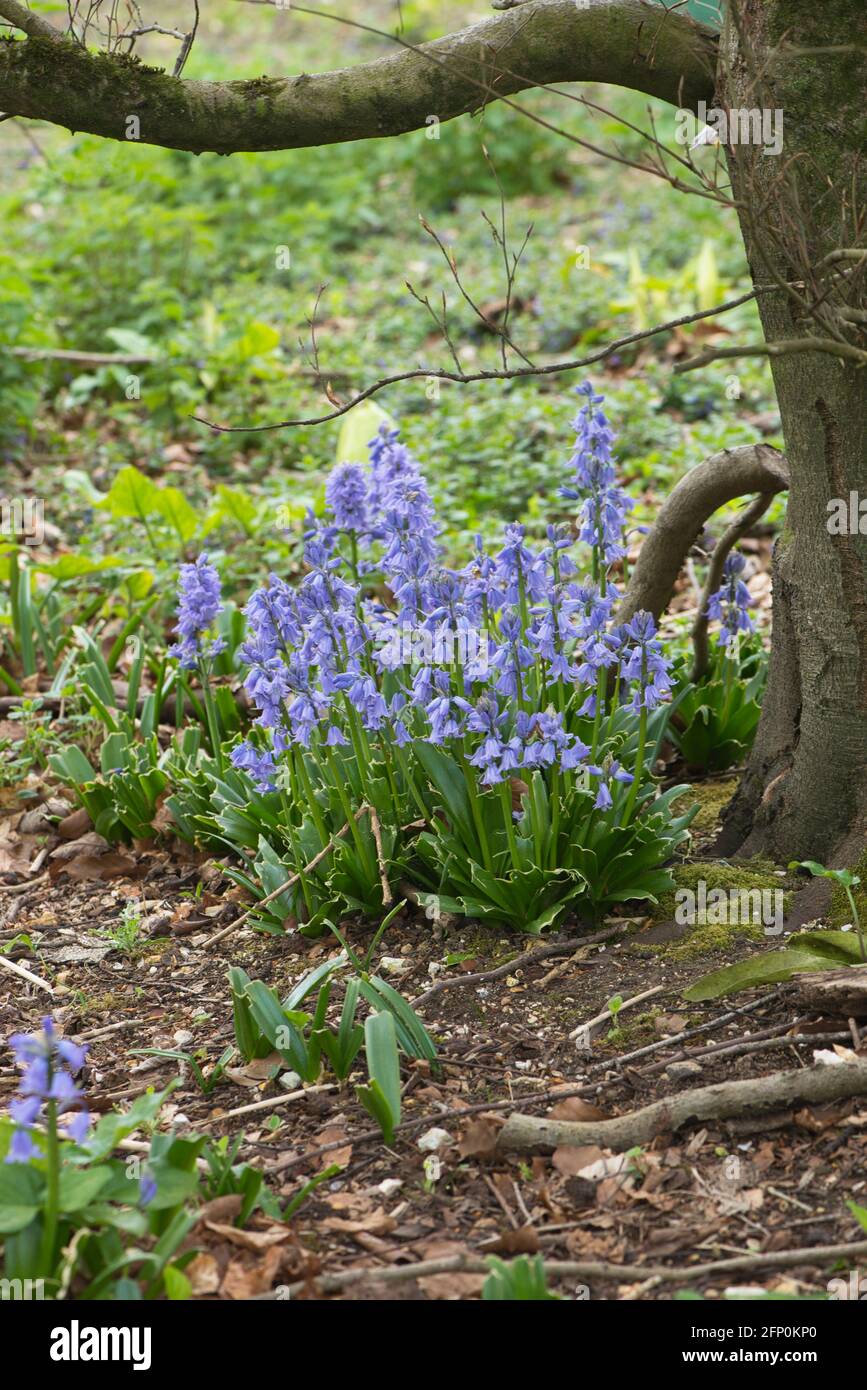Espagnol ou jardin bluebell (Scilla hispanica), une évasion de jardin maintenant naturalisé au Royaume-Uni Banque D'Images