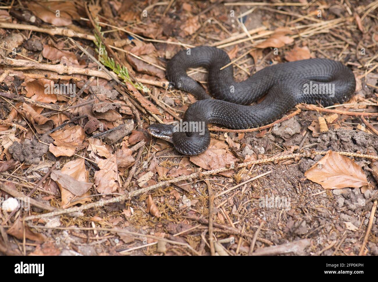 Adder (Vipera berus), également connu sous le nom de Viper commun ou Nord. Les individus noirs ou quasi-noirs ne sont pas rares dans certaines populations Banque D'Images