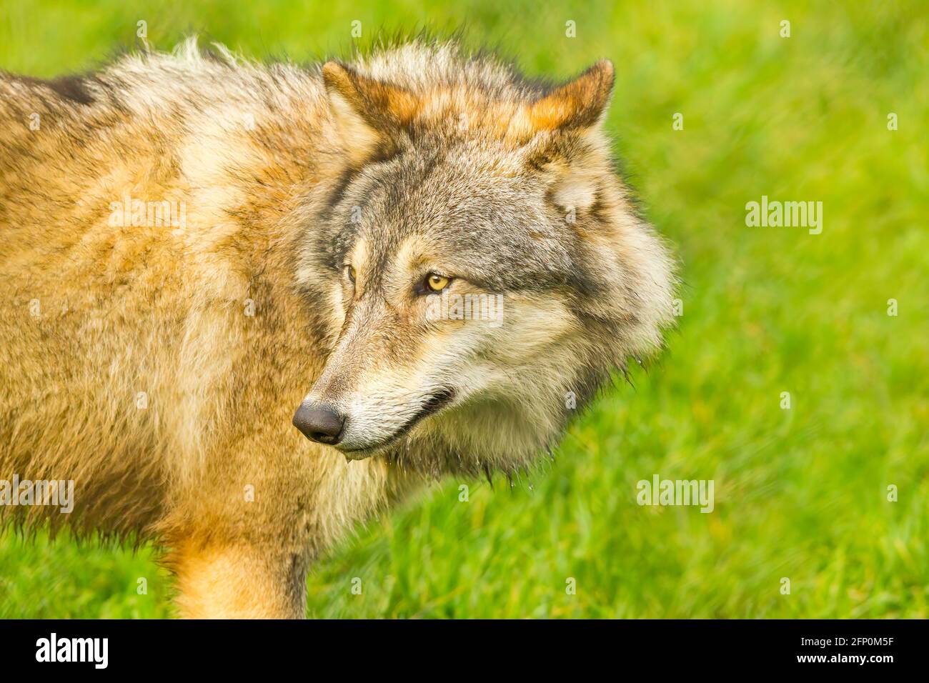 Loup gris européen (Canis lupus lupus) debout Banque D'Images