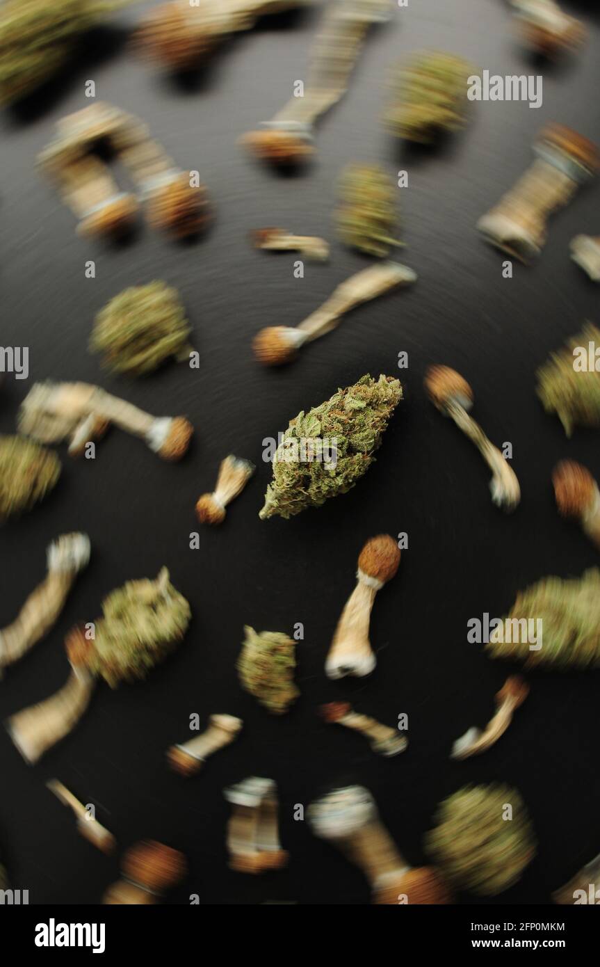 Concept de microdosage. Motif de champignons psilocybine et de bourgeons de marijuana sur fond noir. Voyage psychédélique, concept de validation. Banque D'Images