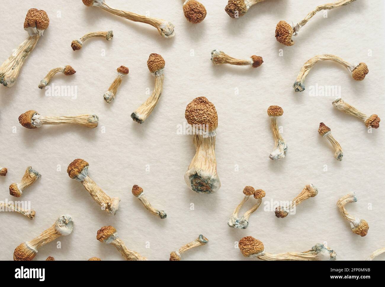 Concept de micro-dosage. Champignons psilocybine isolés sur fond ivoire. Voyage psychédélique, champignon magique. Médecine alternative. Banque D'Images