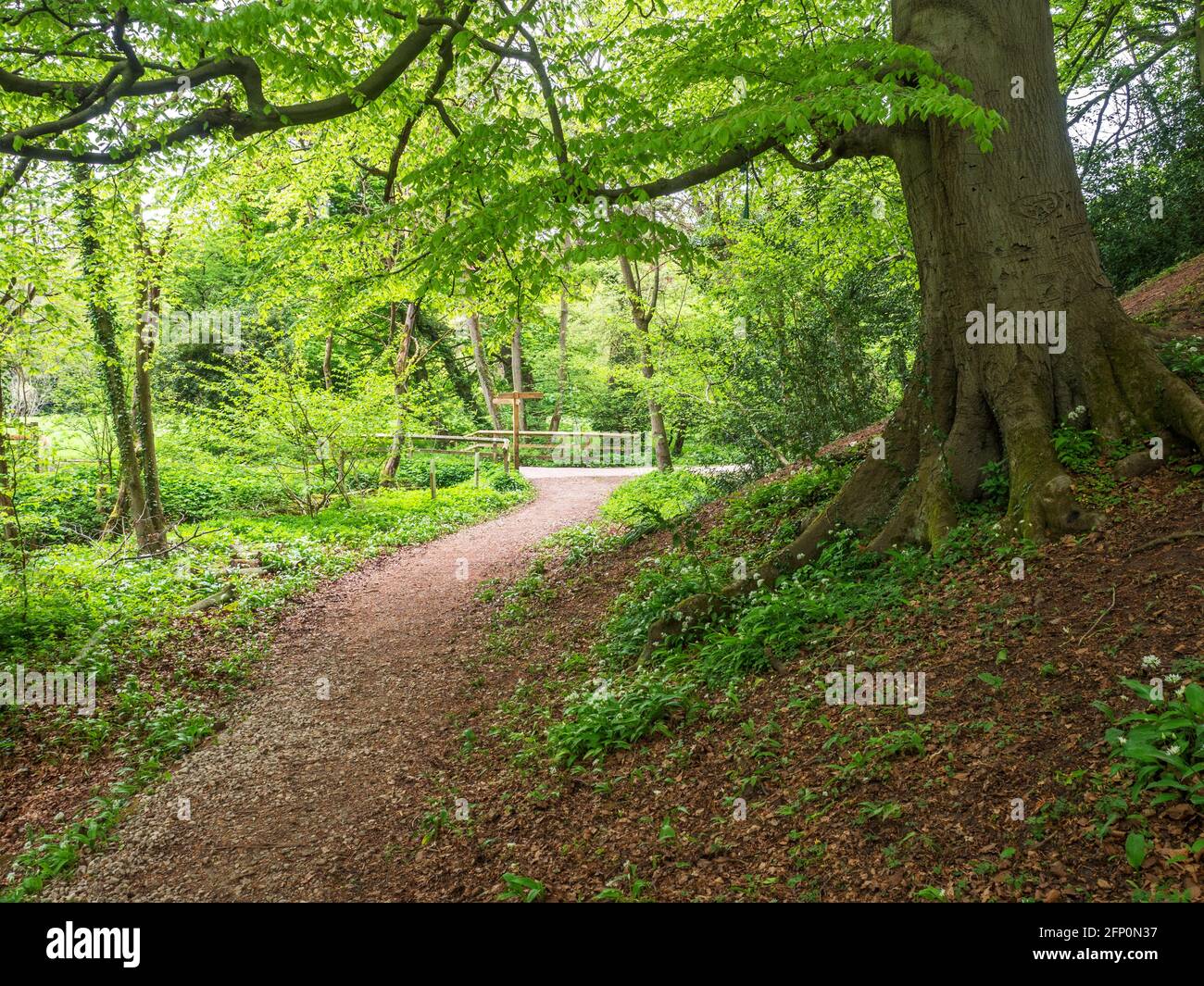 Feuillage de printemps frais sur un hêtre bu le chemin Dans Mackintosh Park Knaresborough North Yorkshire Angleterre Banque D'Images