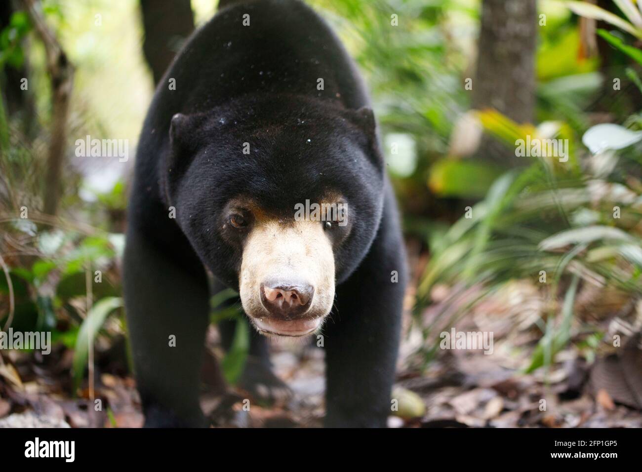 Koh Kong, Cambodge. 6 juin 2019. Ours du soleil (Helarctos malayanus) vu dans son enclos de pré-sortie à la station de libération de la faune de Wildlife Alliance dans la forêt tropicale de Southern Cardamom Mountain. L'enceinte de pré-libération garantit que les ours sont correctement remis en état et prêts à être remis en liberté dans la forêt environnante. Crédit : Joshua Prieto/SOPA Images/ZUMA Wire/Alay Live News Banque D'Images