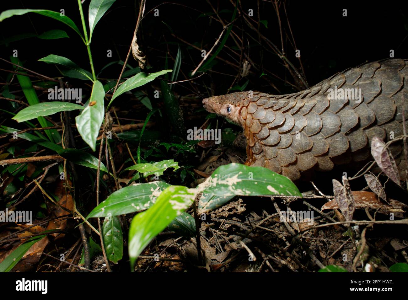 Koh Kong, Cambodge. 7 juin 2019. Sunda Pangolin (Manis javanica) lors de sa libération dans la forêt tropicale de Cardamom Mountain par le personnel de Wildlife Alliance. Cette espèce en danger critique d'extinction est souvent pochée à la nature pour être utilisée dans les médicaments asiatiques traditionnels. La Pangolin, en tant que famille de mammifères, des sous-espèces asiatiques et africaines, est le plus souvent victime de la traite. Crédit : Joshua Prieto/SOPA Images/ZUMA Wire/Alay Live News Banque D'Images