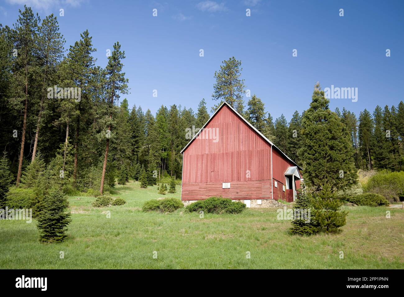 Une grange rouge se dresse au milieu de pins verts et d'un champ herbacé près de coeur d'Alene, Idaho Banque D'Images