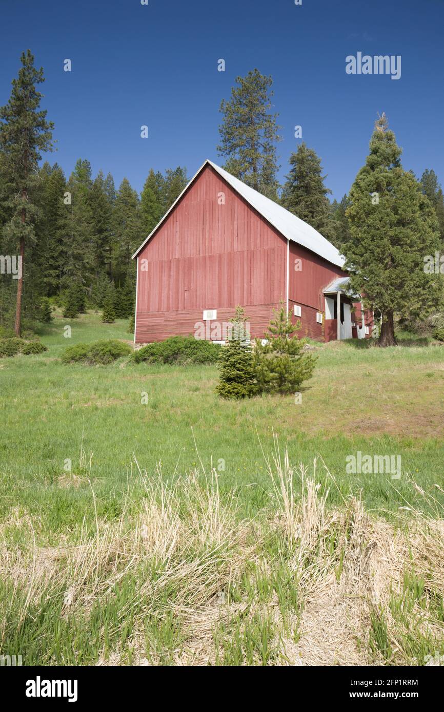 Une grange rouge se dresse au milieu de pins verts et d'un champ herbacé près de coeur d'Alene, Idaho Banque D'Images