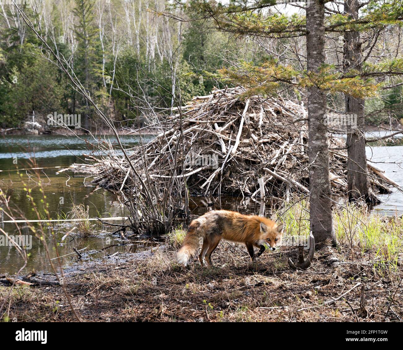 Renard roux près d'un pavillon de castors avec l'eau, la forêt et le castor Lodge arrière-plan dans son habitat et son environnement. Fox image. Image. Portrait. Photo. Banque D'Images