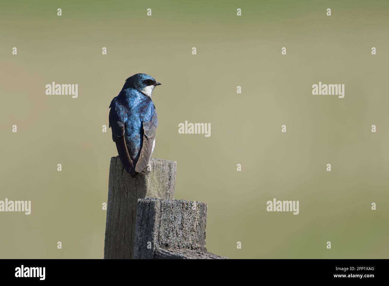 Une miette hirondelle est perchée sur un poteau en bois à coeur d'Alene, Idaho. Banque D'Images