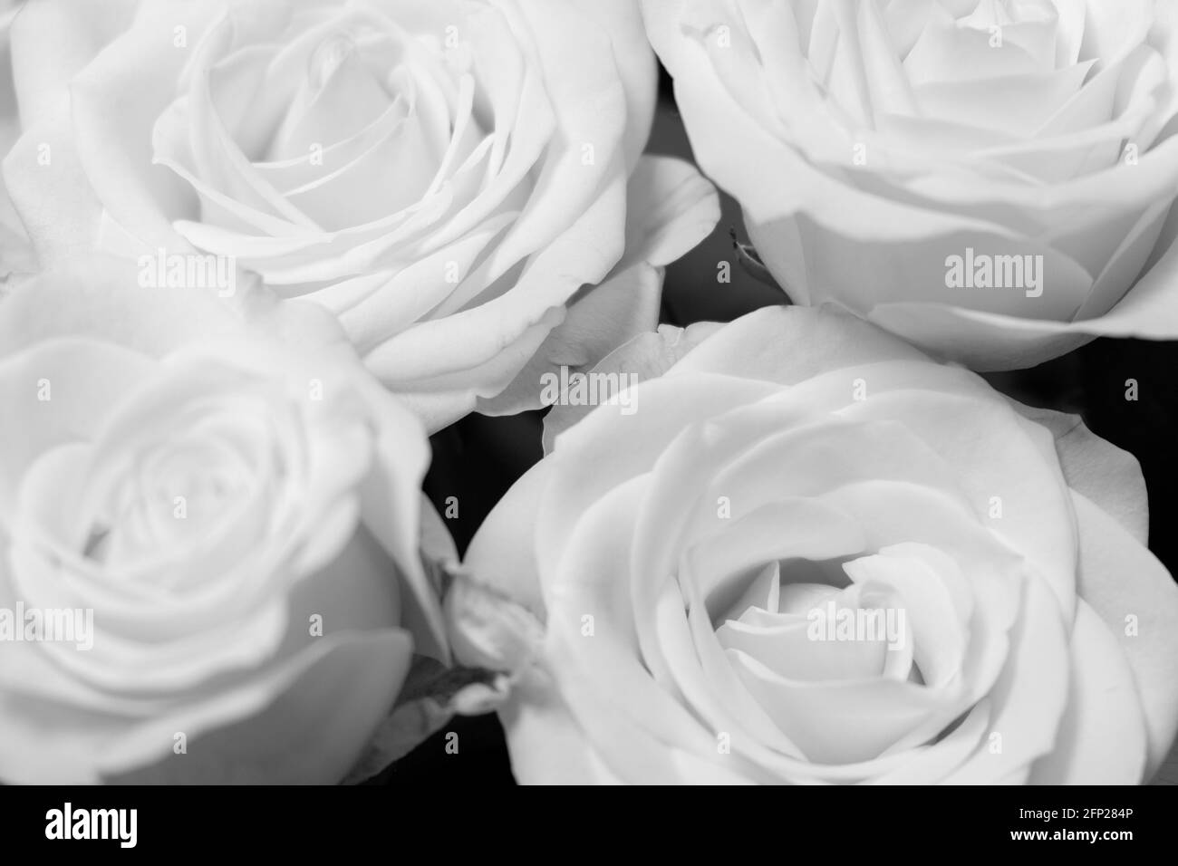 Roses blanches Banque D'Images