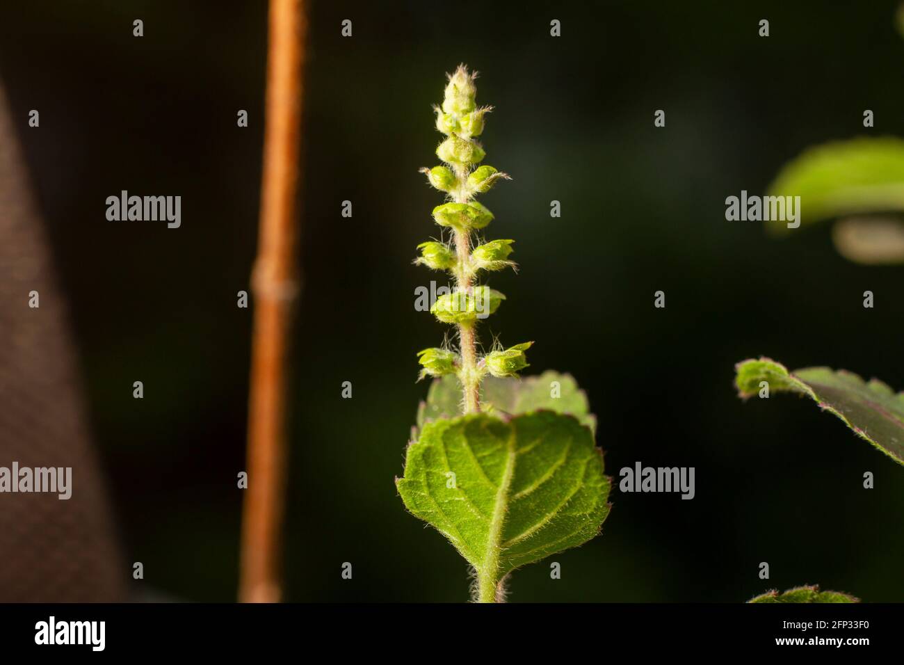 Basilic (tulsi). Gros plan de la plante de basilic indien basilic bio Ayurveda acreage herbe de l'inde. Banque D'Images