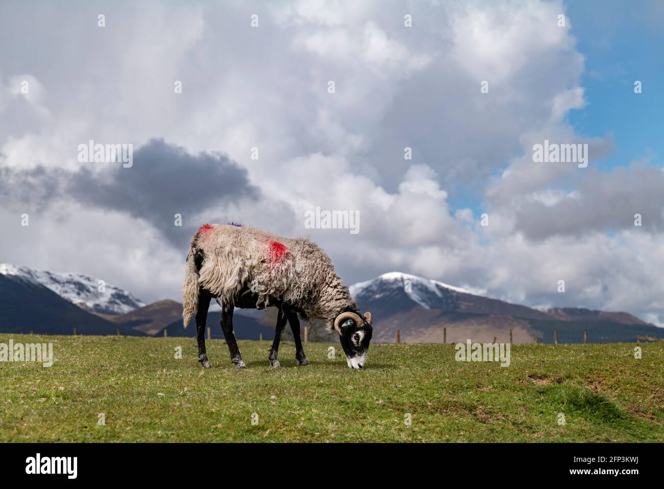 Moutons à face noire paissant au-dessus de Keswick, Lake District, Cumbria, Royaume-Uni. Banque D'Images